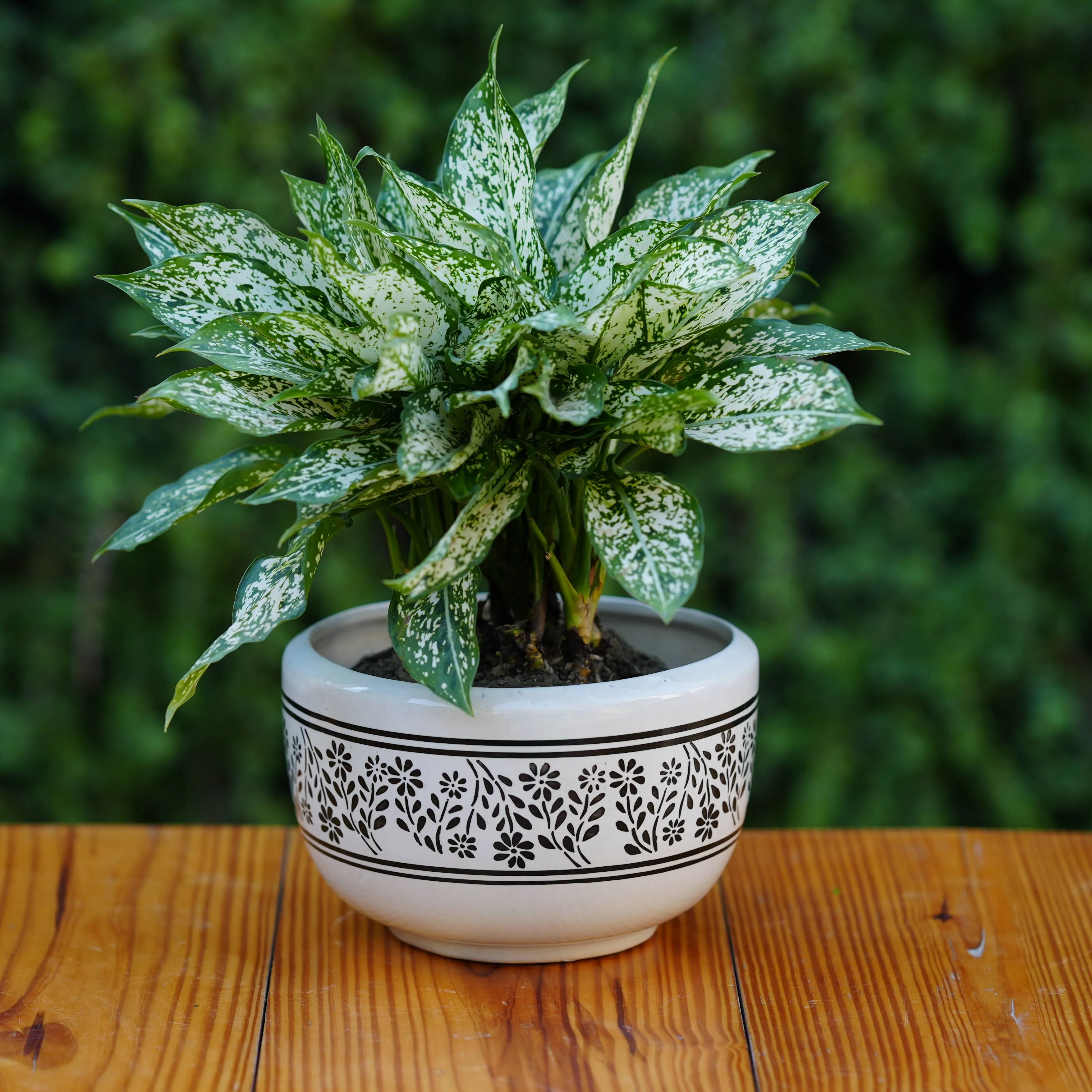 Classic White Ceramic Planter with Decorative Black Filigree