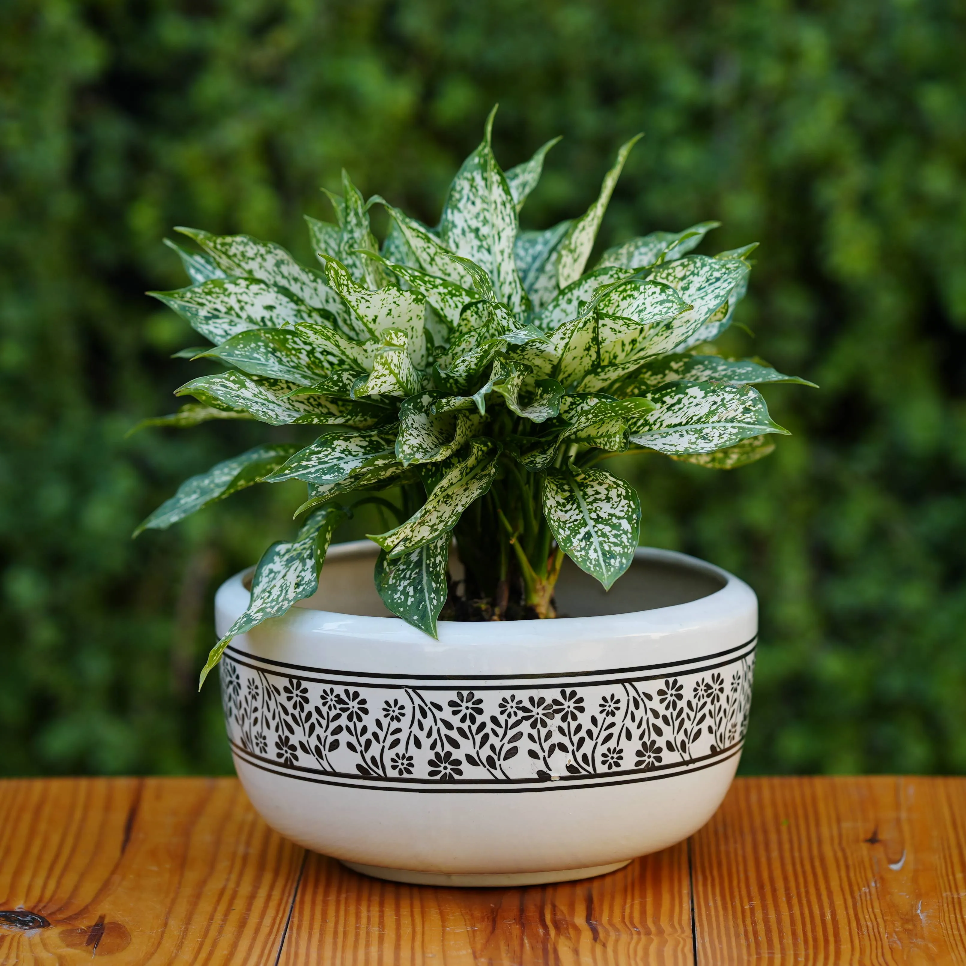 Classic White Ceramic Planter with Decorative Black Filigree